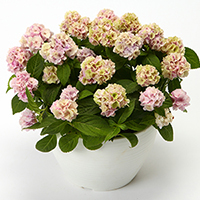 紫陽花「伊予獅子手毬」