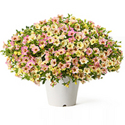 カメレオン・ピンクグレイスの育て方・お手入れ方法|花のプロである