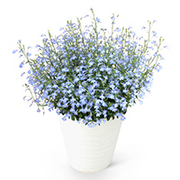 ロベリア 空色てふてふ の育て方 お手入れ方法 花のプロである生産者が教えます Wfs