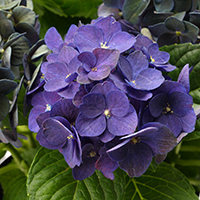 紫陽花「ディープパープル」