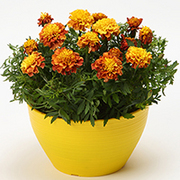 フレンチマリーゴールド ストロベリーブロンド の育て方 お手入れ方法 花のプロである生産者が教えます Wfs フレンチマリーゴールド ストロベリーブロンド の育て方 お手入れ方法 花のプロである生産者が教えます Wfs
