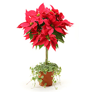 ポインセチア トピアリーの育て方 お手入れ方法 花のプロである生産者が教えます Wfs