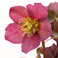 クリスマスローズ　氷の薔薇