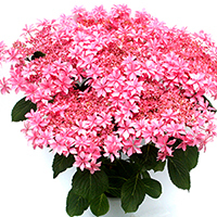 紫陽花「歌合せ」