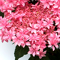 紫陽花「歌合せ」