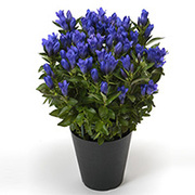 りんどう 花巻銀河ブルーの育て方 お手入れ方法 花のプロである生産者が教えます Wfs
