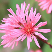 菊桃の育て方 お手入れ方法 花のプロである生産者が教えます Wfs