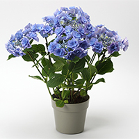 紫陽花「フェアリーアイ・ブルー」