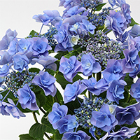 紫陽花「フェアリーアイ・ブルー」