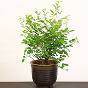 木萩の育て方 お手入れ方法 花のプロである生産者が教えます Wfs