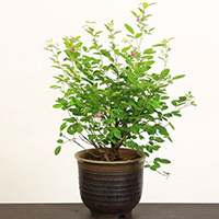 木萩
