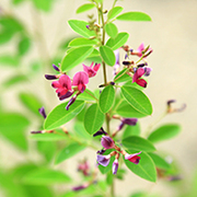 木萩の育て方 お手入れ方法 花のプロである生産者が教えます Wfs