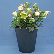 クリスマスローズ・ウィンターベルの育て方・お手入れ方法|花のプロで