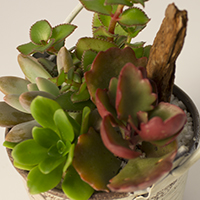 サンタの森