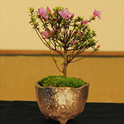 米つつじの育て方 お手入れ方法 花のプロである生産者が教えます Wfs