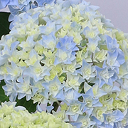 あじさい 星てまり の育て方 お手入れ方法 花のプロである生産者が教えます Wfs