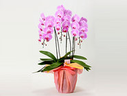 Phalaenopsis Orchid