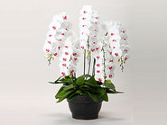 Premium Phalaenopsis