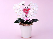 Heart Phalaenopsis Orchid