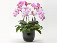 Middy Phalaenopsis Orchid