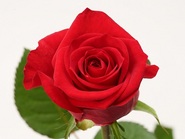 Rose of February : Mirna