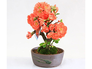 Bonsai Chinese-quince“木瓜 Boke”