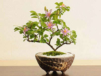 Wfs Bonsai Grewia Caffra 睡蓮木suirenboku Respectfortheagedday Send Flowers To Japan Online Cheap