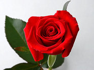 Rose of October:Rote Rose