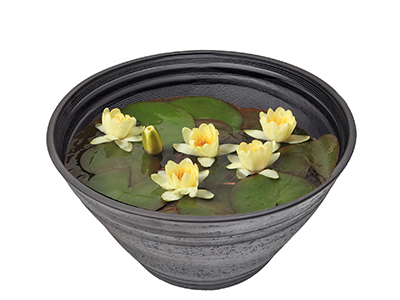 睡蓮(スイレン)・イエローの通販・宅配・販売