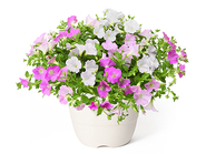 Sakura Sakura～さくらさくら～