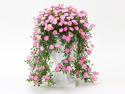 Colorful Gerbera Daisies