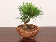 Bonsai“Kuromatsu 黒松(Japanese black pine)” 