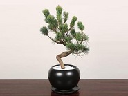 Bonsai“Goyomatsu 五葉松(Pinus parviflora)”