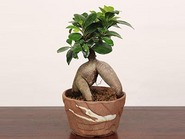 Bonsai“Gajyumaru ガジュマル(Banyan)”