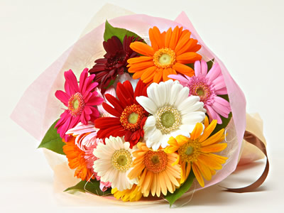 Colorful Gerbera Daisies