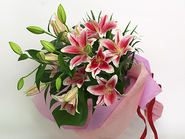 Lilly Pink