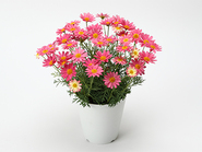 Marguerite～Simply Coral～