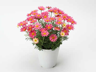 Colorful Gerbera Daisies