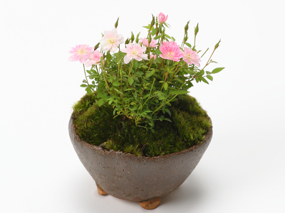 姫乙女(ひめおとめ)の通販・宅配・販売