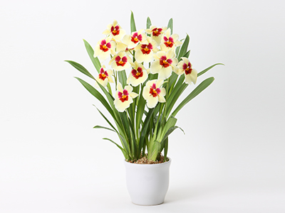 ミルトニア「エンザンサンライズ」の通販・宅配・販売