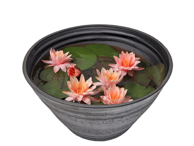 睡蓮(スイレン)・ピンクの通販・宅配・販売