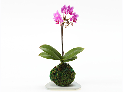 Wfs 苔玉マイクロ胡蝶蘭 ピンク の通販 宅配 販売 花のギフトはwfs