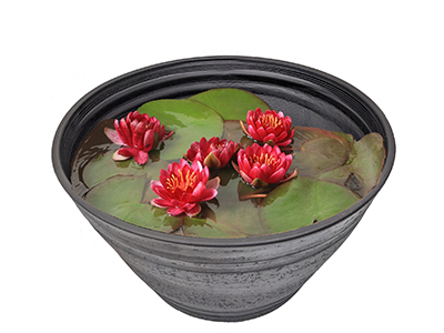 睡蓮(スイレン)・レッドの通販・宅配・販売