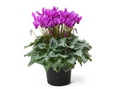 セレナーディア・アロマブルーの通販・宅配・販売