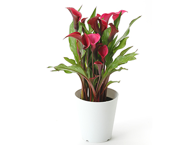 カラー「レッドシンフォニー」(レッド)の通販・宅配・販売