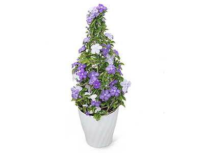 ニオイバンマツリの通販・宅配・販売