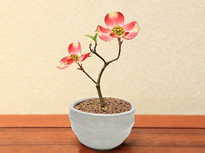 Wfs New 花水木 ハナミズキ の通販 宅配 販売 花のギフトはwfs