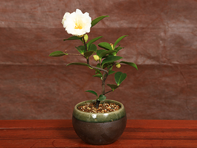 【New】盆栽・山茶花(さざんか) 白の通販・宅配・販売