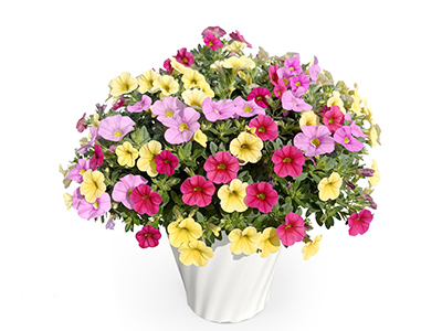 トロピカルミックスの通販・宅配・販売