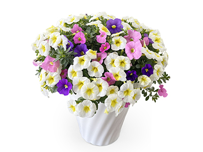 スプリングミックスの通販・宅配・販売